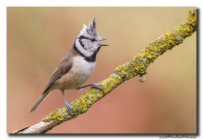 Kuifmees - Crested Tit