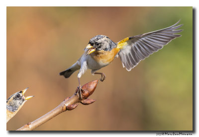 Keep - Brambling