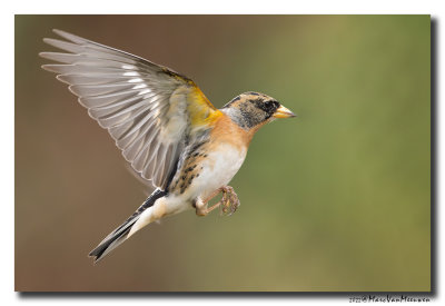 Keep - Brambling
