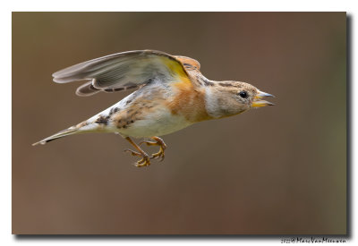 Keep - Brambling