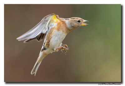 Keep - Brambling