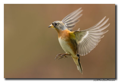 Keep - Brambling