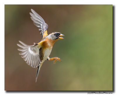 Keep - Brambling