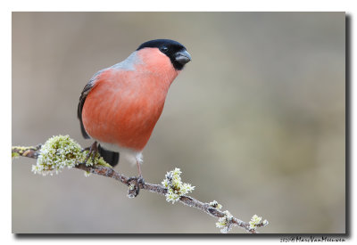 Goudvink - Bullfinch