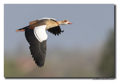 Nijlgans - Egyptian Goose