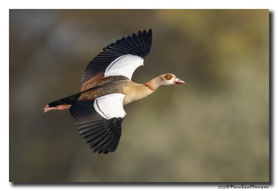 Nijlgans - Egyptian Goose