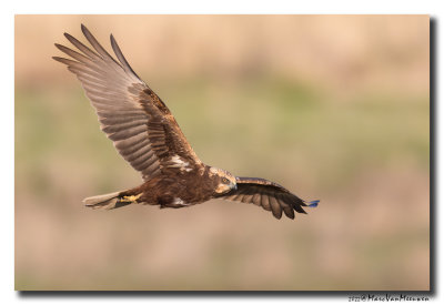 Bruine Kiekendief - Marsh Harrier