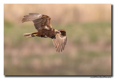 Bruine Kiekendief - Marsh Harrier