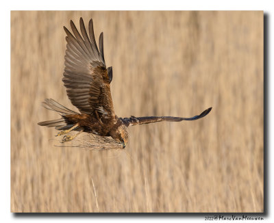 Bruine Kiekendief - Marsh Harrier