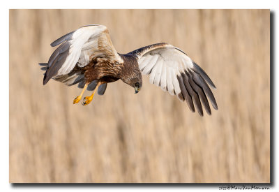 Bruine Kiekendief - Marsh Harrier
