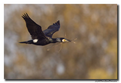 Aalscholver - Great Cormorant