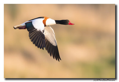 Bergeend - Shelduck 