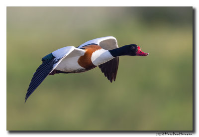 Bergeend - Shelduck 