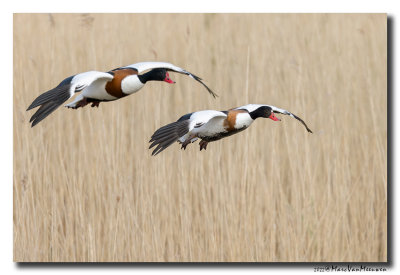 Bergeend - Shelduck 