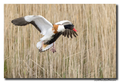 Bergeend - Shelduck 