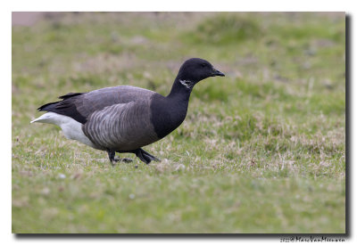 Rotgans - Dark-bellied Brent Goose