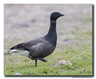 Rotgans - Dark-bellied Brent Goose