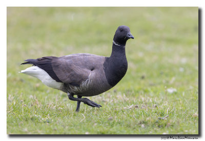 Rotgans - Dark-bellied Brent Goose