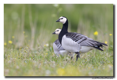 Brandgans - Barnacle Goose