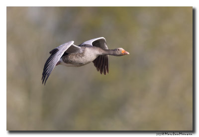 Grauwe Gans - Greylag Goose