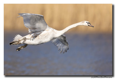Knobbelzwaan - Mute Swan