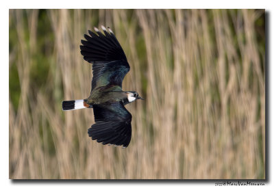 Kievit - Northern Lapwing