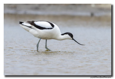 Kluut- Pied Avocet