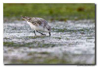 Drieteenstrandloper - Sanderling