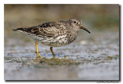 Paarse Strandloper - Purple Sandpiper