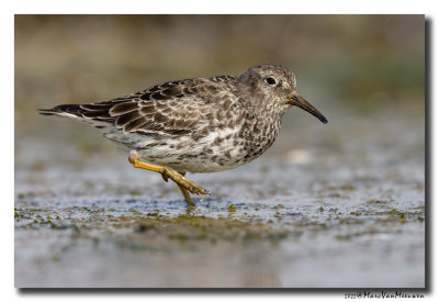 Paarse Strandloper - Purple Sandpiper
