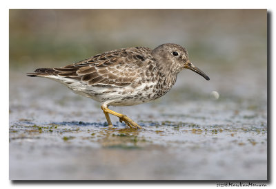 Paarse Strandloper - Purple Sandpiper