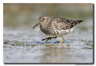 Paarse Strandloper - Purple Sandpiper