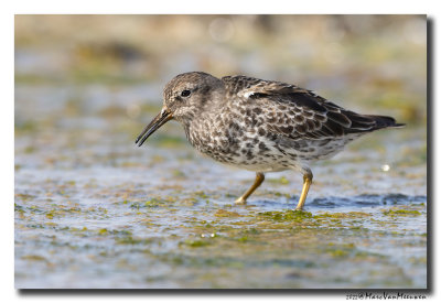 Paarse Strandloper - Purple Sandpiper