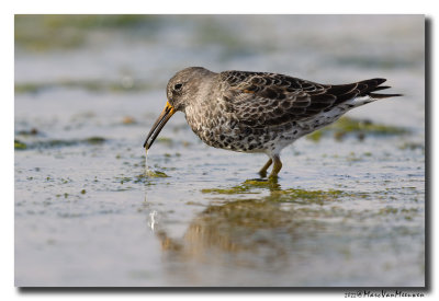 Paarse Strandloper - Purple Sandpiper