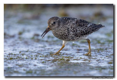 Paarse Strandloper - Purple Sandpiper