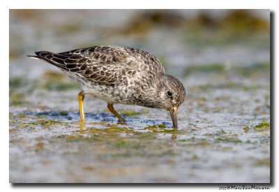 Paarse Strandloper - Purple Sandpiper