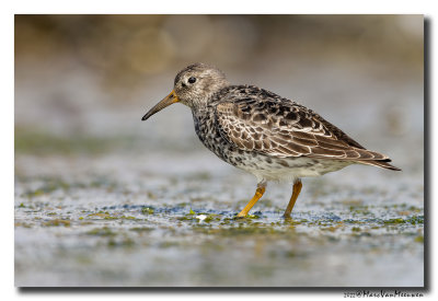 Paarse Strandloper - Purple Sandpiper