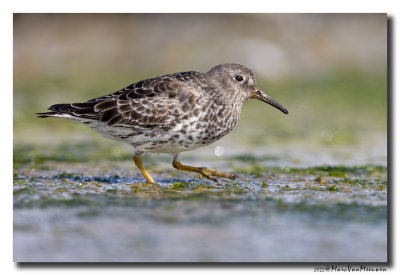 Paarse Strandloper - Purple Sandpiper