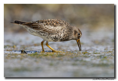 Paarse Strandloper - Purple Sandpiper