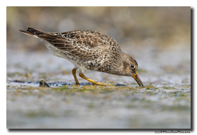 Paarse Strandloper - Purple Sandpiper