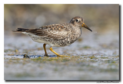 Paarse Strandloper - Purple Sandpiper