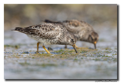 Paarse Strandloper - Purple Sandpiper
