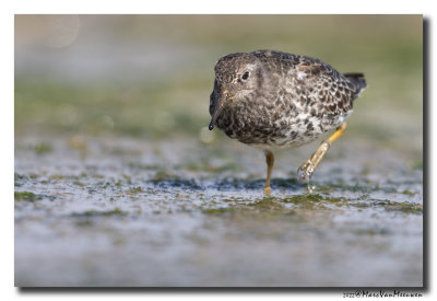 Paarse Strandloper - Purple Sandpiper