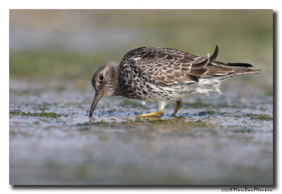 Paarse Strandloper - Purple Sandpiper