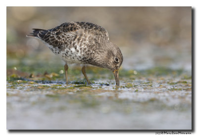 Paarse Strandloper - Purple Sandpiper