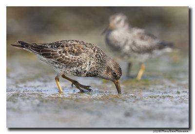 Paarse Strandloper - Purple Sandpiper