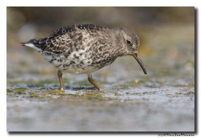 Paarse Strandloper - Purple Sandpiper
