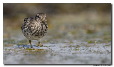 Paarse Strandloper - Purple Sandpiper