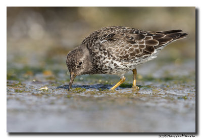 Paarse Strandloper - Purple Sandpiper