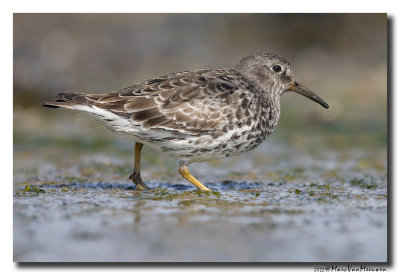 Paarse Strandloper - Purple Sandpiper